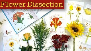 Flower Dissection | Botany | Bee Unit Study | Charlotte Mason Nature Study