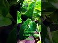 Growing Plants In Water