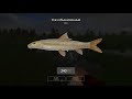 Русская рыбалка 4 - озеро Медвежье - Рыбное ассорти на опарыша