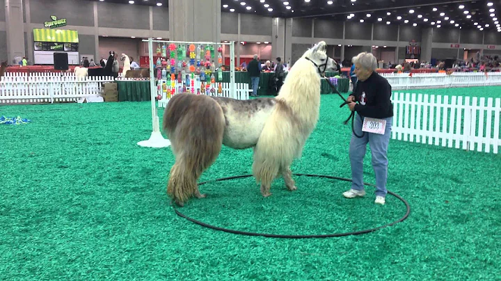 Llama on the Obstacle Course at NAILE | Doris Schl...