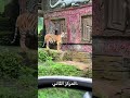 حيوانات في طريقها للانقراض حيوانات في طريقها للانقراض