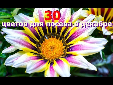 Βίντεο: Πεδίο λουλουδιών χαμομηλιού: περιγραφή και χρήσιμες ιδιότητες