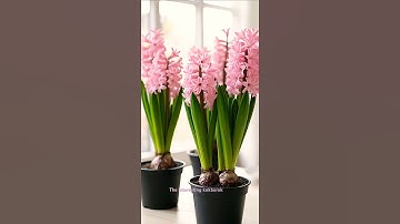 Beautiful Pink Hyacinth Flowers 🌸🥰#shorts #flowersshort#viralvideo#natural#beautifulflowers