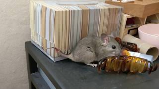 Woody The Woodrats Degloved Tail Warning, Graphic And Disturbing