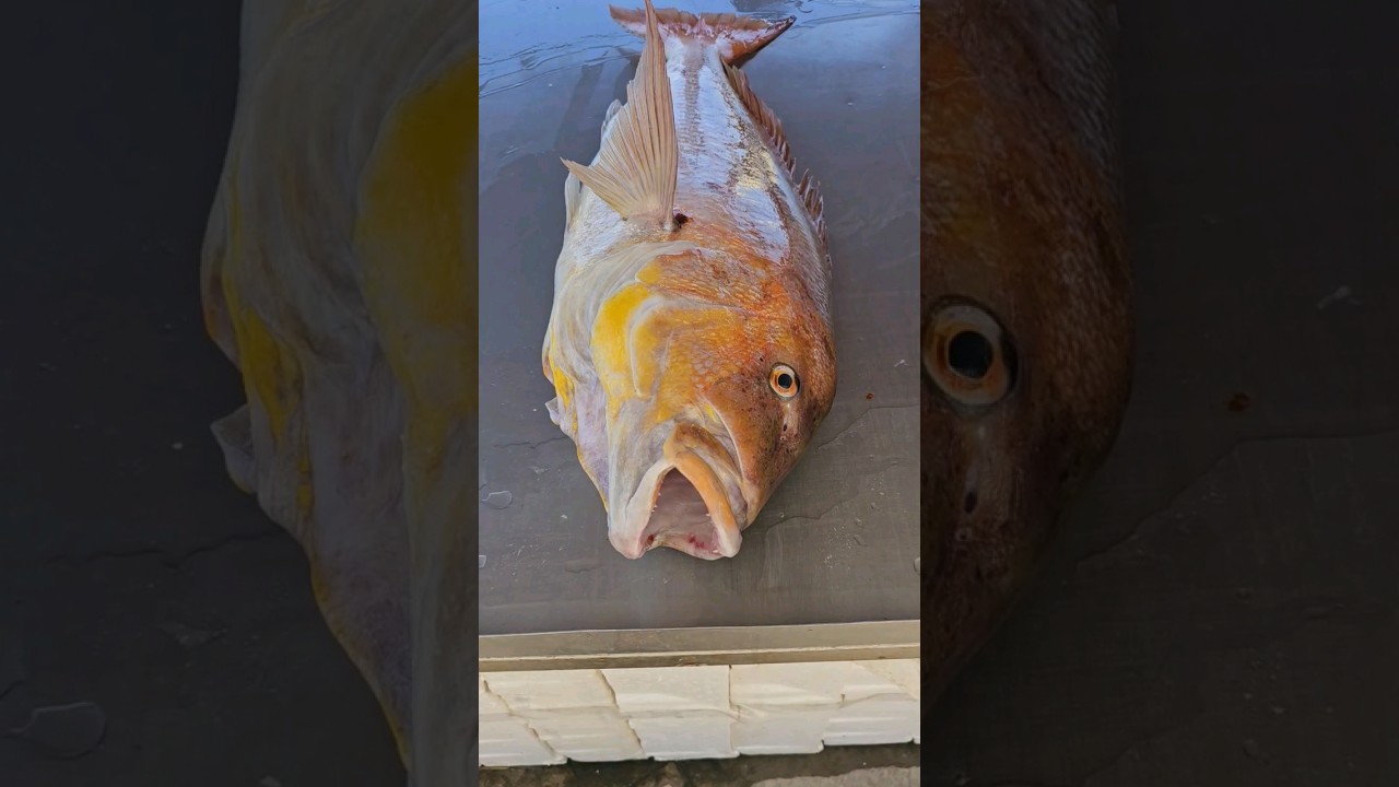 7.7 KG SİNARİT MEZATIN FAVORİSİYDİ. 14.07.2023 