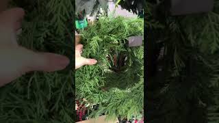 Is it too early to put up my Christmas Tree?