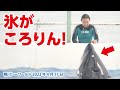 ランちゃんの頭の後ろに氷がころりん！【2023年4月17日】鴨川シーワールド