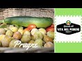 DECESPUGLIATORE, PRUGNE, CALDO | VITA NEL PODERE | ORTO E GIARDINAGGIO