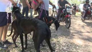 Carrera de Galgos en Lujan