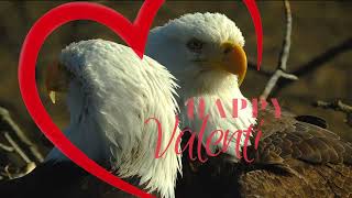 Happy Valentines Day! by Raptor Resource Project 228 views 2 months ago 8 seconds