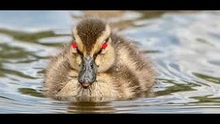 Police Duck Escort