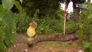 King Cobra Rescue and Release in Agumbe, India