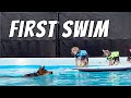 German Shepherd Puppies Learning To Swim 