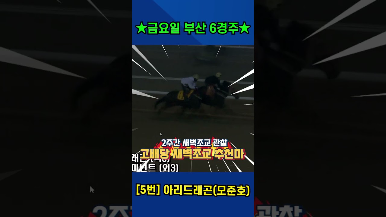 12월19일 금요일 부산 6경주!! 2주간 훈련변화 보인 강백호의 새벽조교 쏘스마!!#강백호경마 #shorts