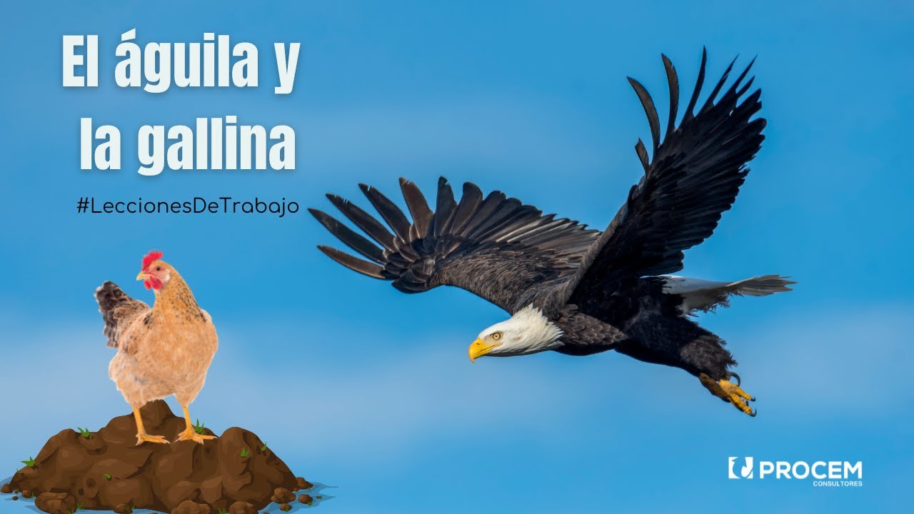 El Águila y la Gallina ?? - #LeccionesDeTrabajo - YouTube