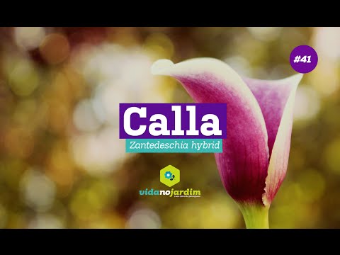 Vídeo: Calla (planta) - Propriedades úteis E Uso De Calla, Contra-indicações