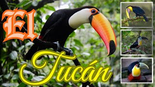 Explorando el Mundo Colorido de los Tucanes: Belleza Exótica en la Selva