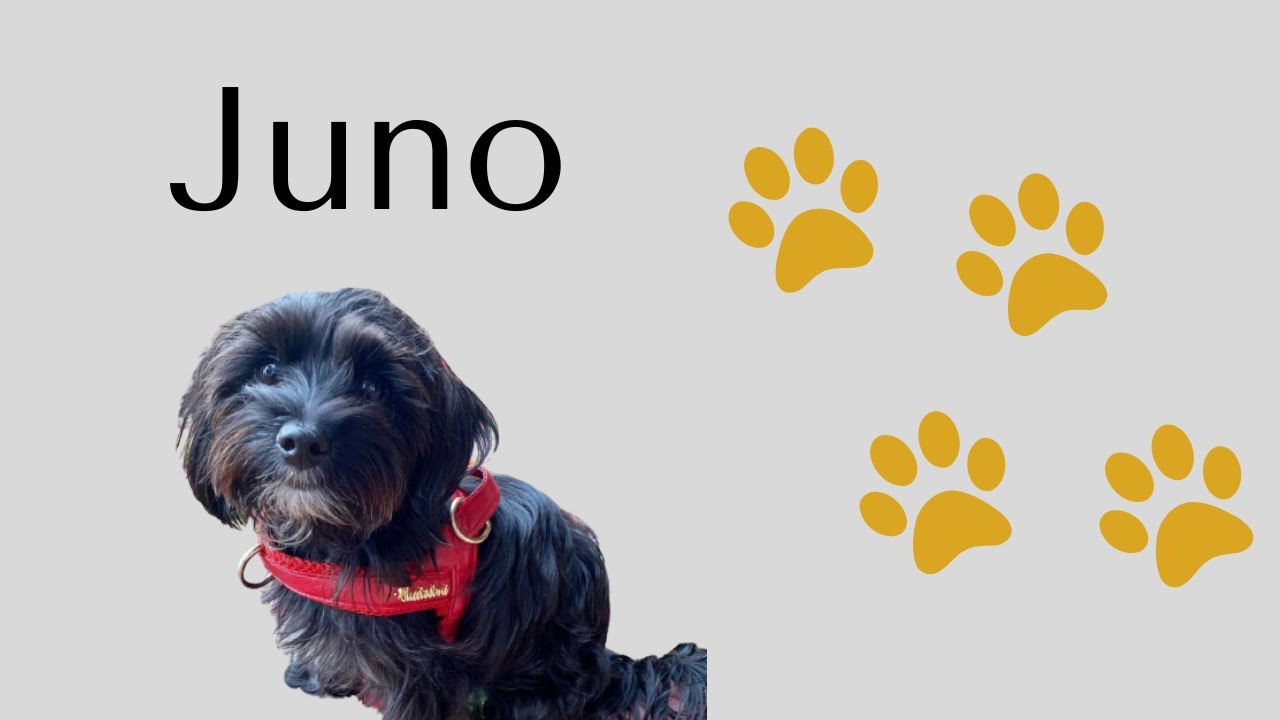 Juno - Puccissime Testimonial