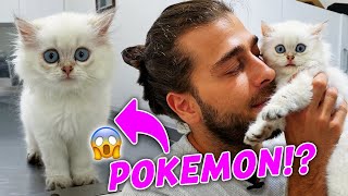 A Pokemon or a Kitten?  (The Most Adorable Kitty)