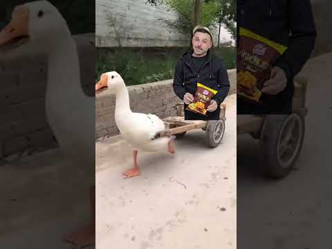 البطة البطة البطة  