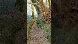 Ruta en A Lama #bosque #senderismo #galicia