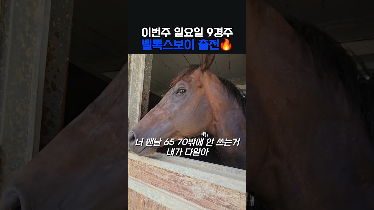 이번주 출전마 벨록스보이‼️ 가진 힘의 90프로는 쓰자 아니 95프로도 괜찮고🤣🤣