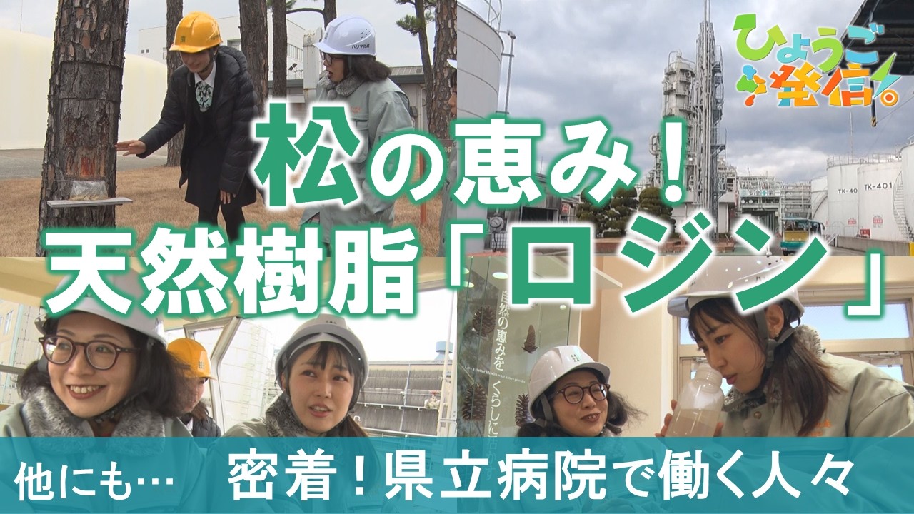 国内唯一の工場設備を見学♪松から得られる天然樹脂「ロジン」を知ろう！（2026年3月1日 ひょうご発信！）