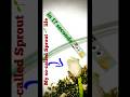 Watch me grow in 17 seconds 🌱💪⏳#shorts #timelapse #satisfying #plants #garden