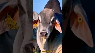কুরবানির সেরা গরু 2026 🐂🔥💯