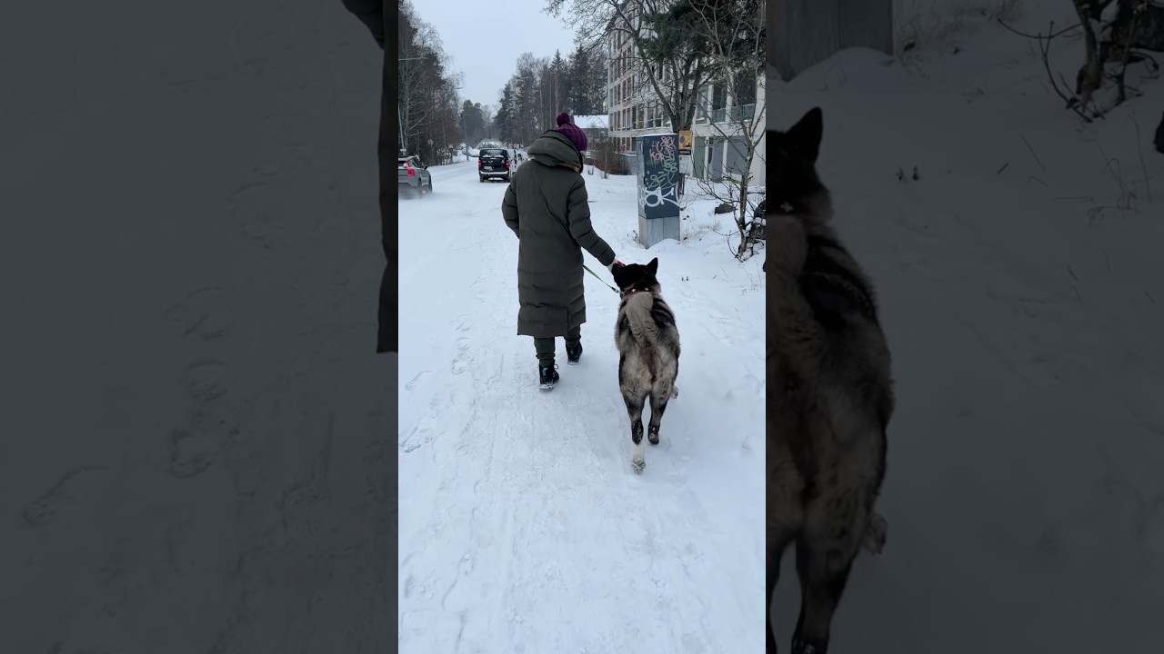 Вымогательница вкусняшек, Американская Акита Молли 