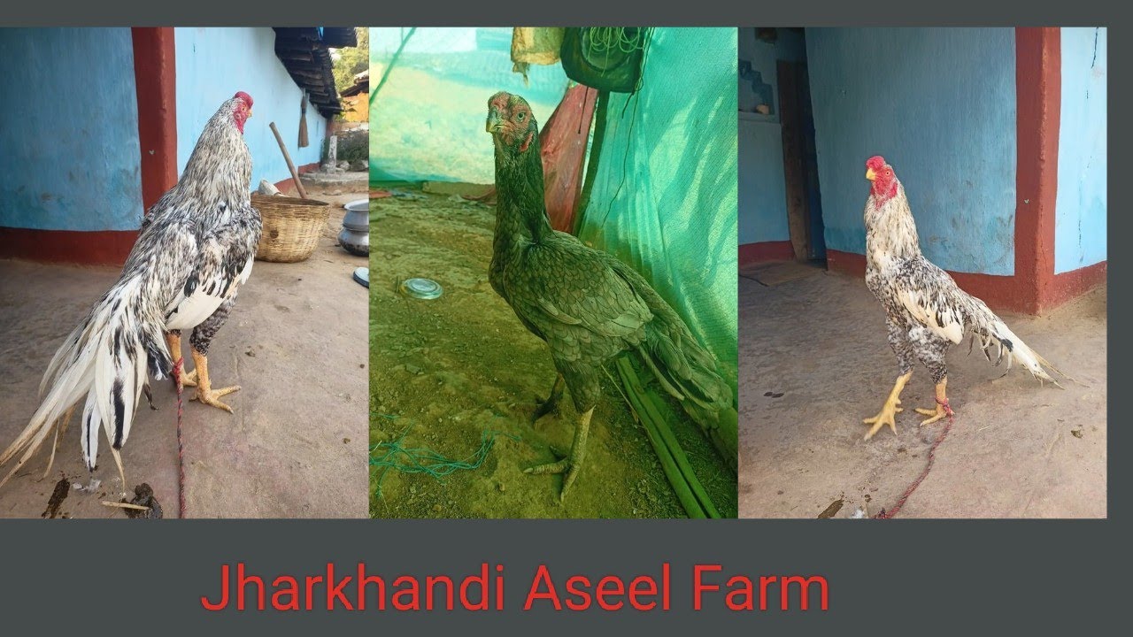 Jharkhandi Aseel farm first vlog 🙏 #firstvlog #firstvideo #aseelmurga #aseelfightermurga 