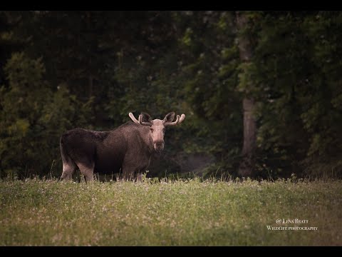 Video: Hotade Djur Och Fåglar I Ryssland