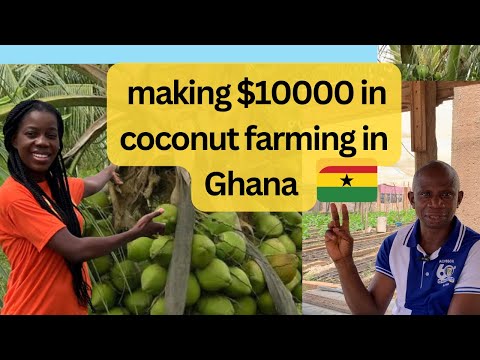 The Cost of starting coconut farming from Scratch in Ghana