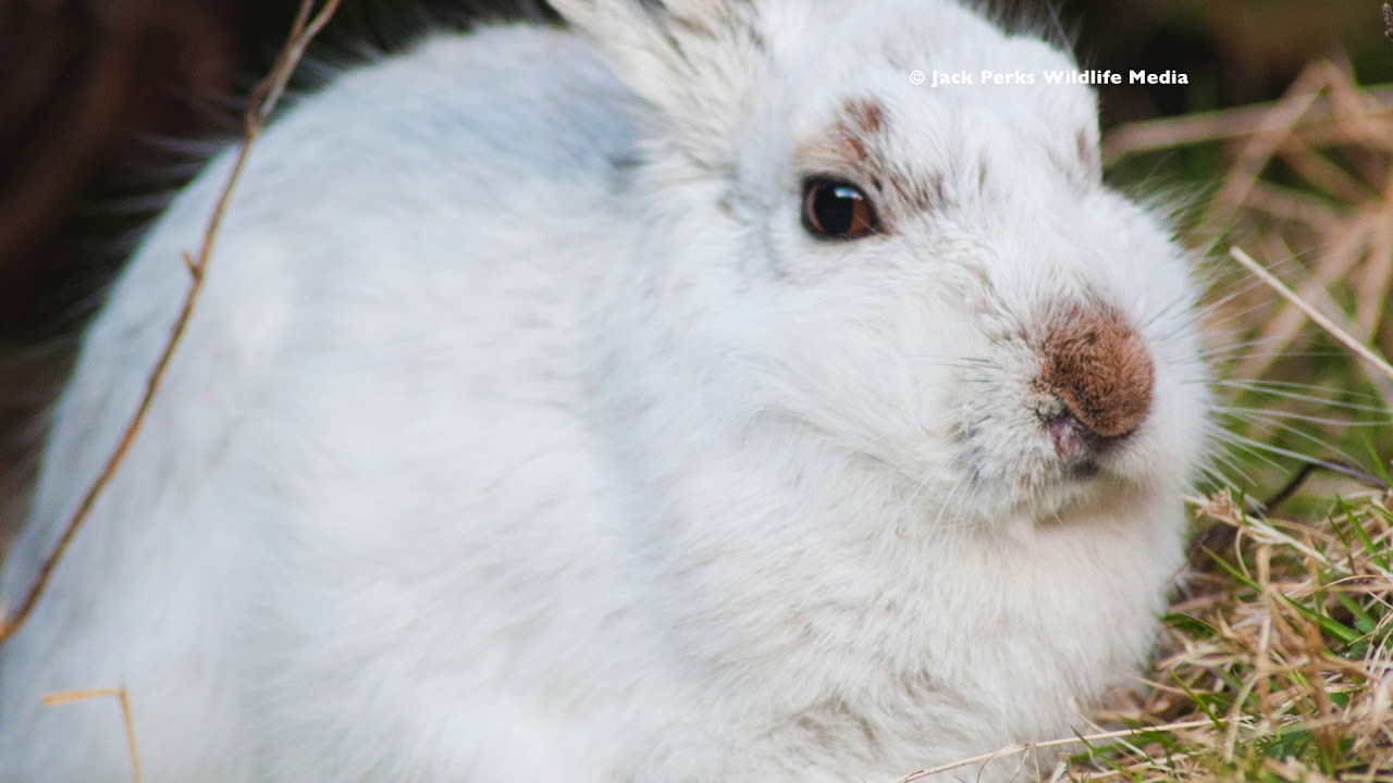 video phone beyonce mp3 Relaxing Music with British Moorland Wildlife