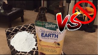 Diatomaceous Earth VS Fleas | How To Treat Fleas Experiment Details