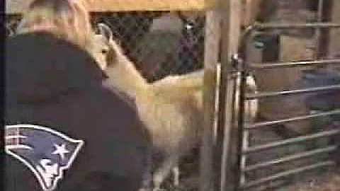 Sandra feeding the llamas