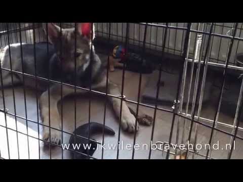 Video: Huisdieren: Wanneer Puppy's Tanden Wisselen