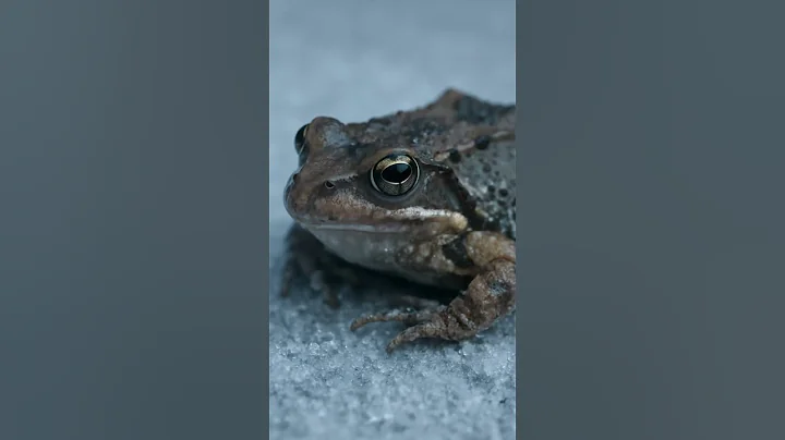 Frozen Life: The Wood Frog’s Survival