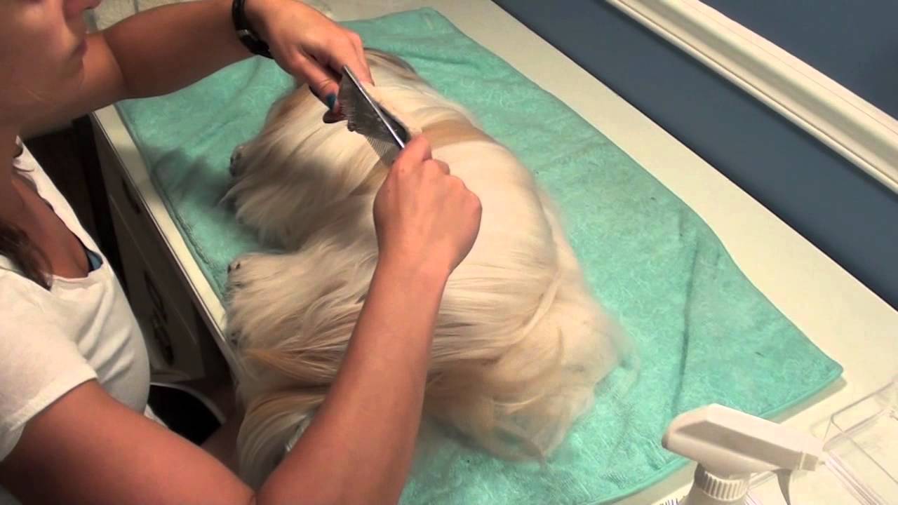 Grooming Series: Basic Daily Routine