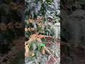 plantilla madura #cafe #plantas #sabiadocampo #campomexicano #frutas