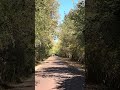 Sprint 6 - Leaves falling