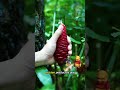 La planta que puede usarse como champú 🌿