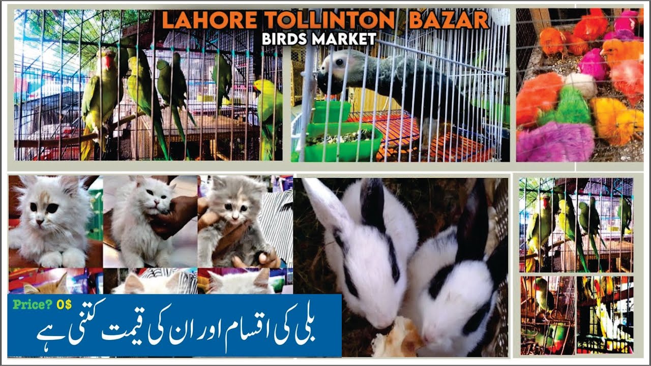 Pet Market in Lahore 2023 Animal Market Lahore Review YouTube