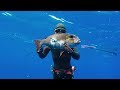 Spearfishing The Kingdom of Tonga - Reef fish!