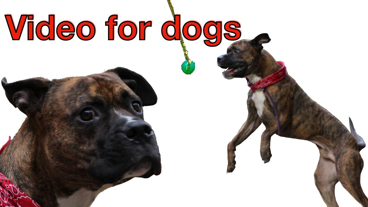 Interactive Dog videos for dogs or puppies to play or relax YouTube