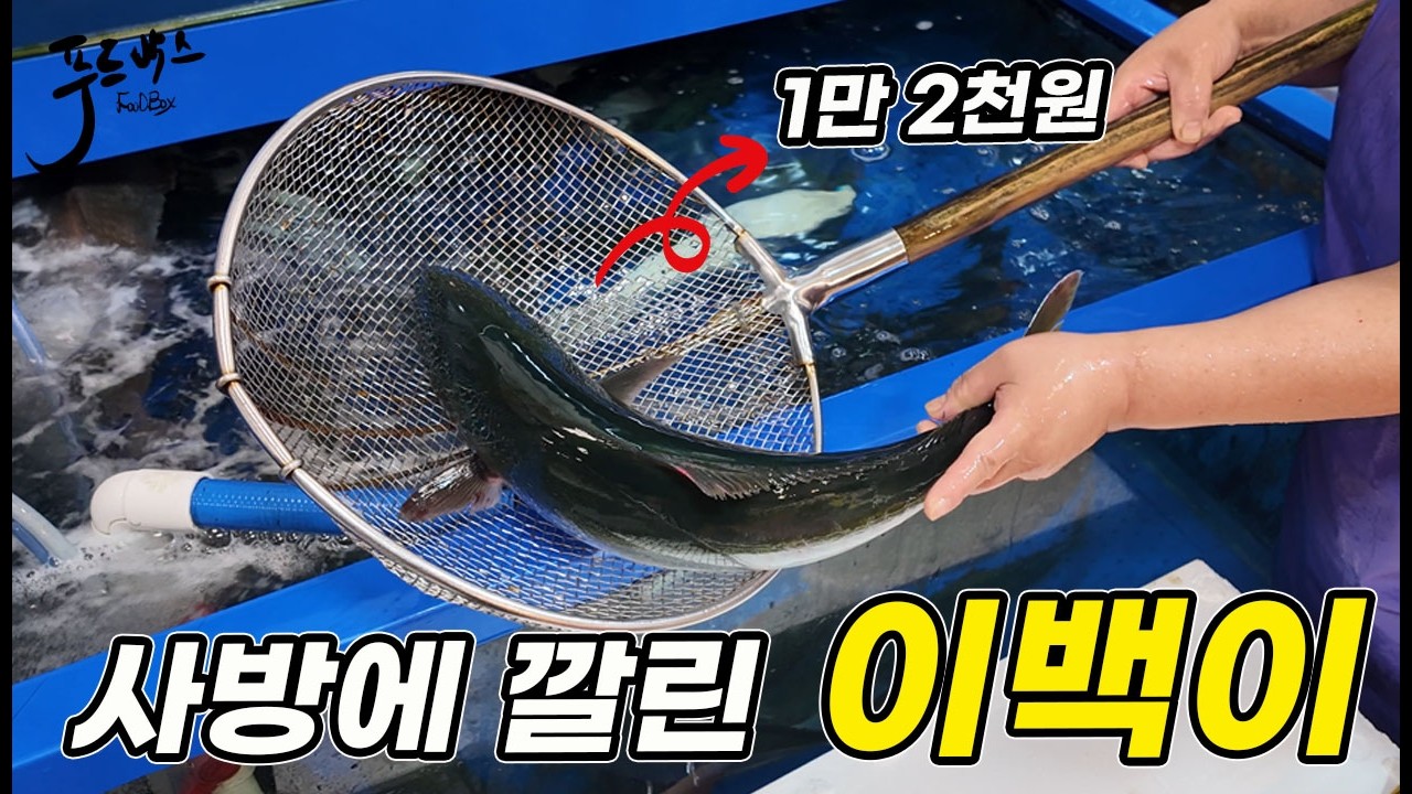 갑자기 사방천지에 깔린 이백이들 ~  이번 연휴에는 뭐가 좋을지~ [노량진수산시장 20260922]