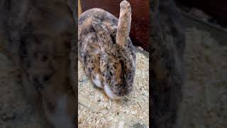 Кормим огромного кроля! #каникулы #животные #питомцы