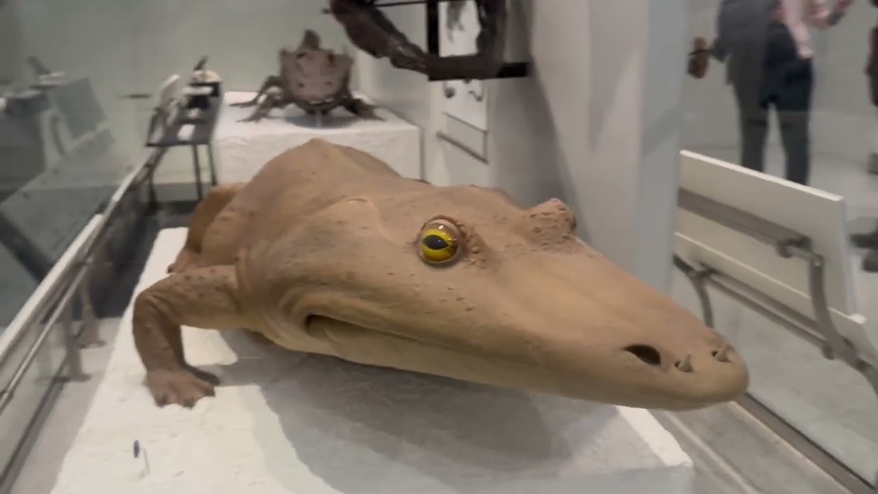 American museum of Natural History, 4th floor Fossil Halls