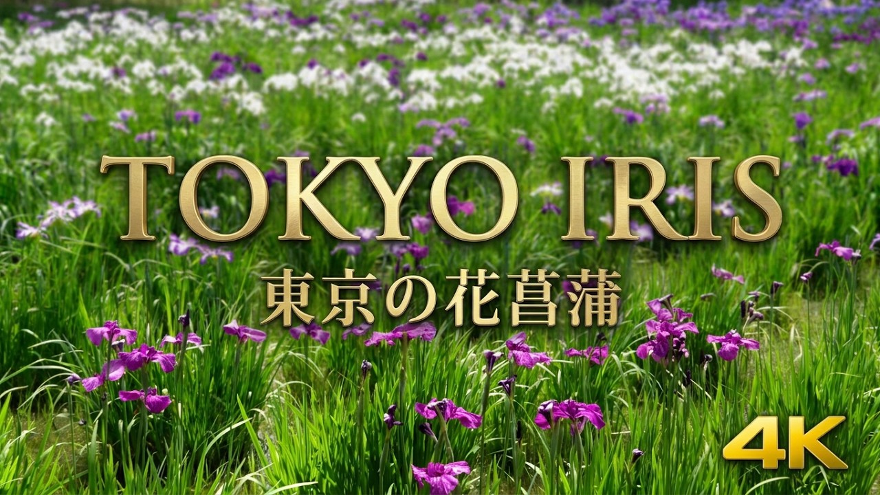 4K】水元公園の花菖蒲 2026｜Iris Garden in Tokyo｜Schwertlilien im