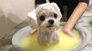 양머리 하고 스파하는 강아지/ 강아지목욕 /Baby dog spa day